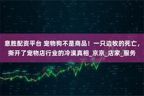 意胜配资平台 宠物狗不是商品！一只边牧的死亡，撕开了宠物店行业的冷漠真相_京京_店家_服务